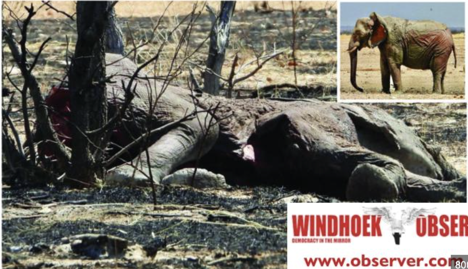 Etosha in crisis: Raging wildfires decimate wildlife, tourism appeal affected